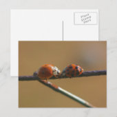 Ladybug Friends Naturofotografie Postcard Postkarte (Vorne/Hinten)