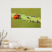Ladybug frisst Blattläuse Poster (Küche)