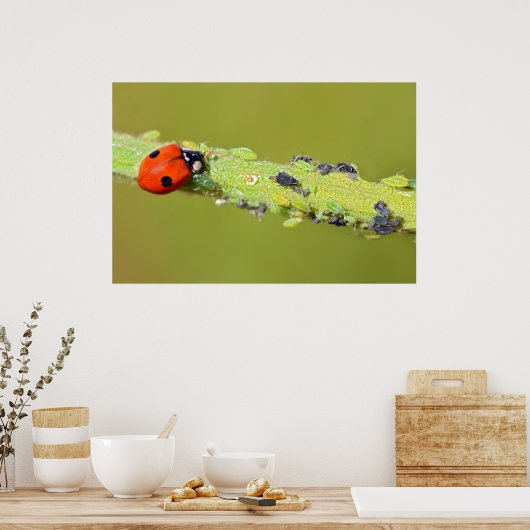 Ladybug frisst Blattläuse Poster (Küche)