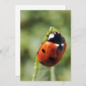Ladybug für jede Gelegenheit Einladung (Vorne/Hinten)