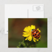 Ladybug Greetings Postkarte (Vorne/Hinten)
