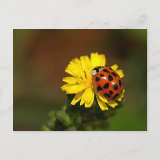 Ladybug Greetings Postkarte (Vorderseite)