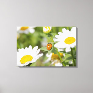 Ladybug im Daisy-Garten Leinwanddruck