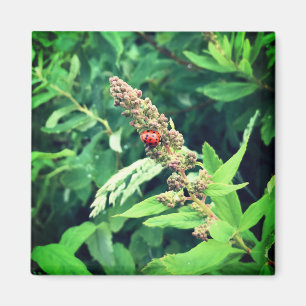 Ladybug im Frühjahr Magnet