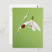 Ladybug im Schneefall Postkarte (Vorne/Hinten)