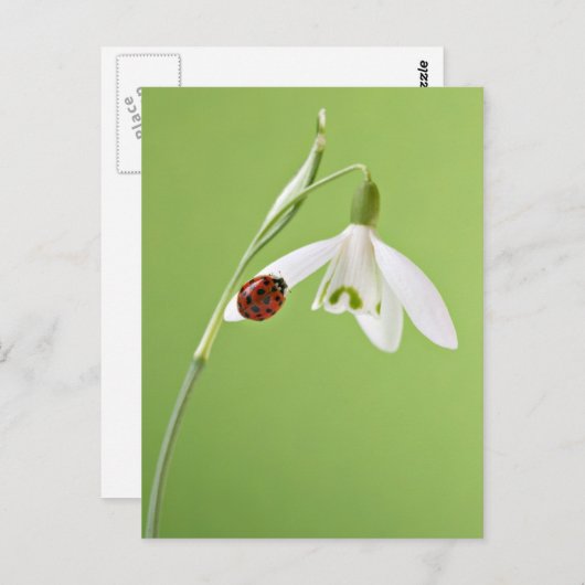 Ladybug im Schneefall Postkarte (Vorne/Hinten)