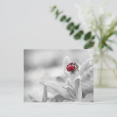 Ladybug in der weißen Karte (Stehend Vorderseite)