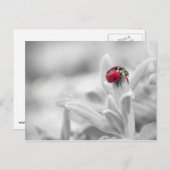 Ladybug in der weißen Karte (Vorne/Hinten)