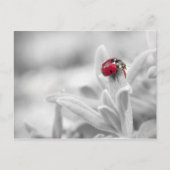 Ladybug in der weißen Karte (Vorderseite)