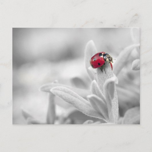 Ladybug in der weißen Karte (Vorderseite)