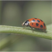 Ladybug Insect Aufkleber (Vorderseite)