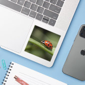 Ladybug Insect Aufkleber (Laptop mit iPhone)