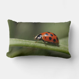Ladybug Insect Lendenkissen