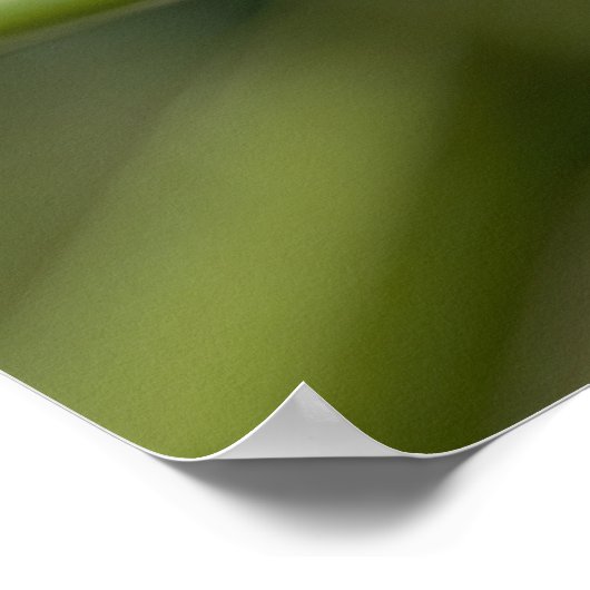 Ladybug Insect Poster (Ecke)