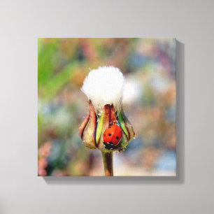 Ladybug Insektenfrühlingsgrün niedliche Umgebung C Leinwanddruck