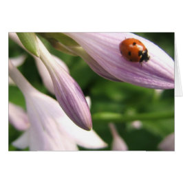 Ladybug-Karte
