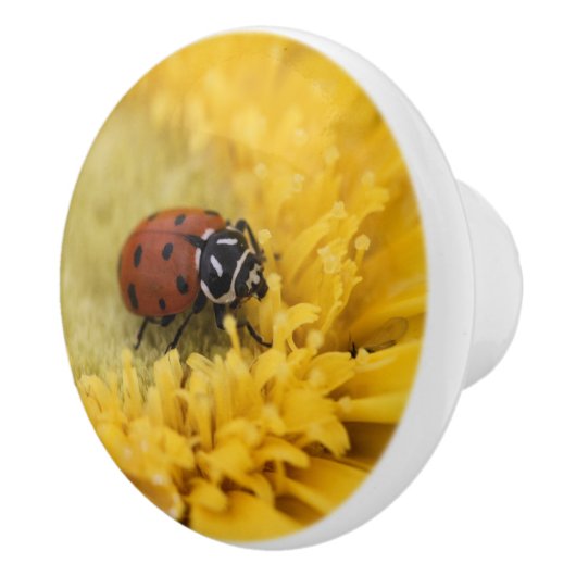 Ladybug Keramikknauf (Rechts)