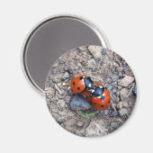 Ladybug Kisses Magnet (Vorderseite/Rückseite)