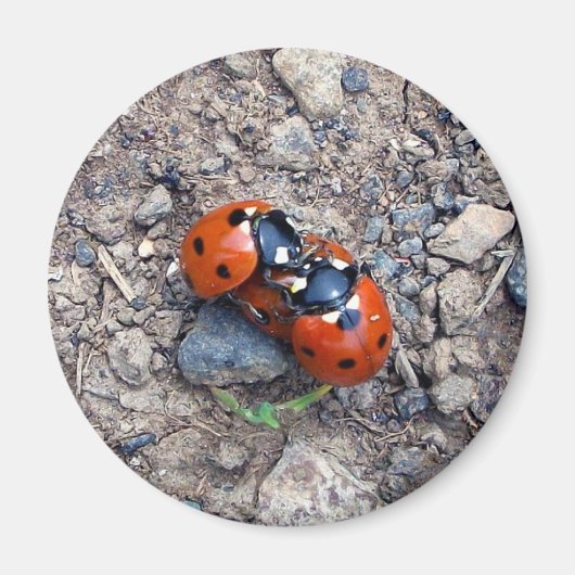 Ladybug Kisses Magnet (Vorne)