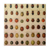 Ladybug Ladybird Beetle Insect Bug Fliese (Vorderseite)