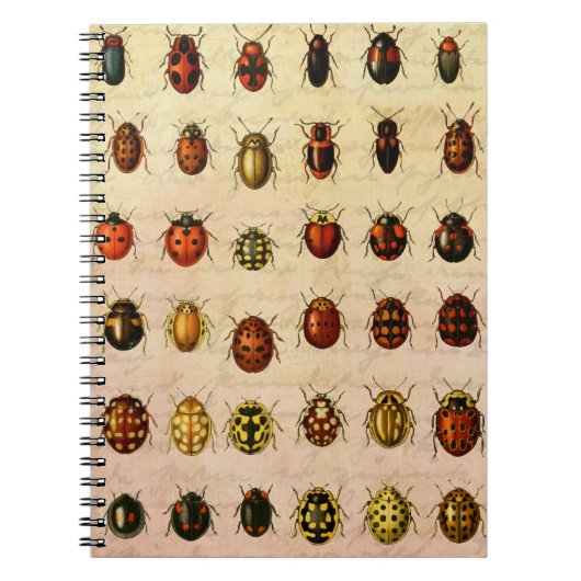 Ladybug Ladybird Beetle Insect Bug Notizblock (Vorderseite)
