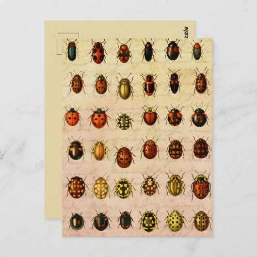Ladybug Ladybird Beetle Insect Bug Postkarte (Vorne/Hinten)