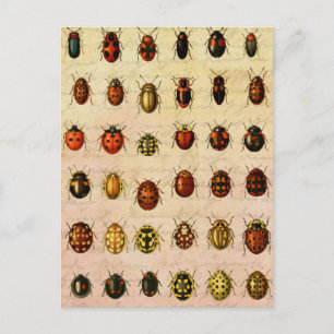 Ladybug Ladybird Beetle Insect Bug Postkarte