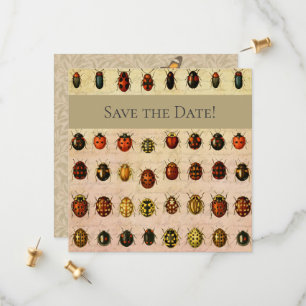 Ladybug Ladybird Beetle Insect Bug Save The Date
