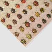 Ladybug Ladybird Beetle Insect Bug Seidenpapier (Ausschnitt)