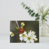 Ladybug - Ladybird Postcard - Ladybug on Hawthorn Postkarte (Stehend Vorderseite)