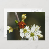 Ladybug - Ladybird Postcard - Ladybug on Hawthorn Postkarte (Vorne/Hinten)