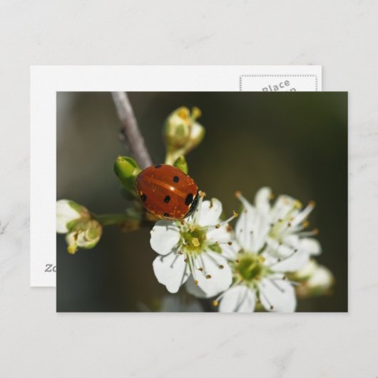 Ladybug - Ladybird Postcard - Ladybug on Hawthorn Postkarte (Vorne/Hinten)