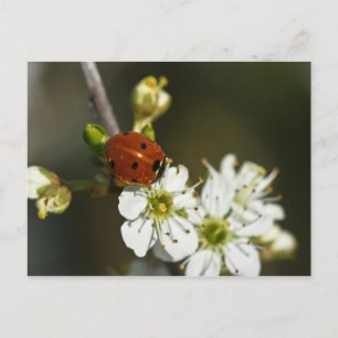 Ladybug - Ladybird Postcard - Ladybug on Hawthorn Postkarte