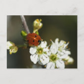 Ladybug - Ladybird Postcard - Ladybug on Hawthorn Postkarte (Vorderseite)