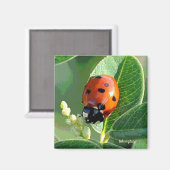 Ladybug Ladybug Magnet (Vorderseite/Rückseite)