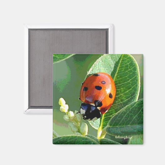Ladybug Ladybug Magnet (Vorderseite/Rückseite)
