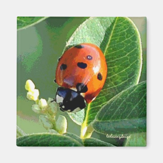 Ladybug Ladybug Magnet (Vorne)