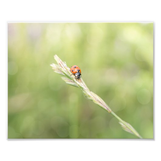 Ladybug Ladybug Wo bist du hingegangen Foto Print? (Vorne)