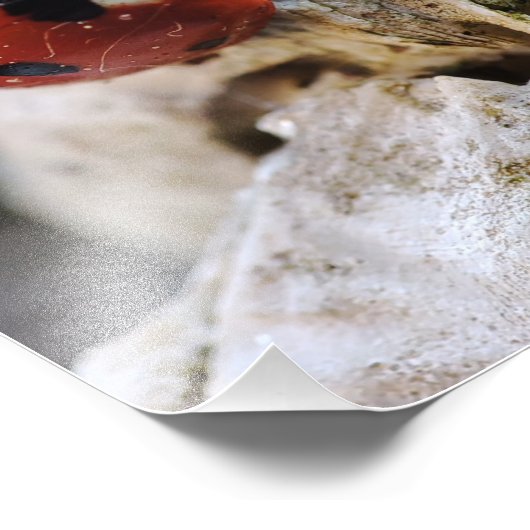 Ladybug Leben im Garten Fotodruck (Ecke)