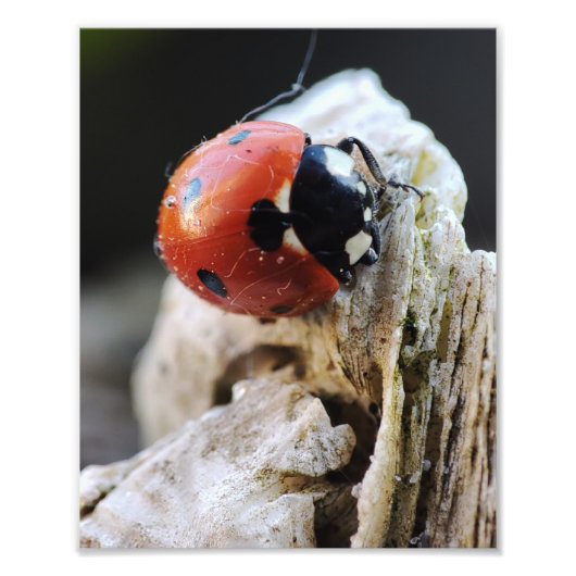Ladybug Leben im Garten Fotodruck (Vorne)