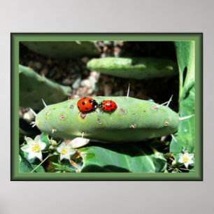 Ladybug-Liebe Poster