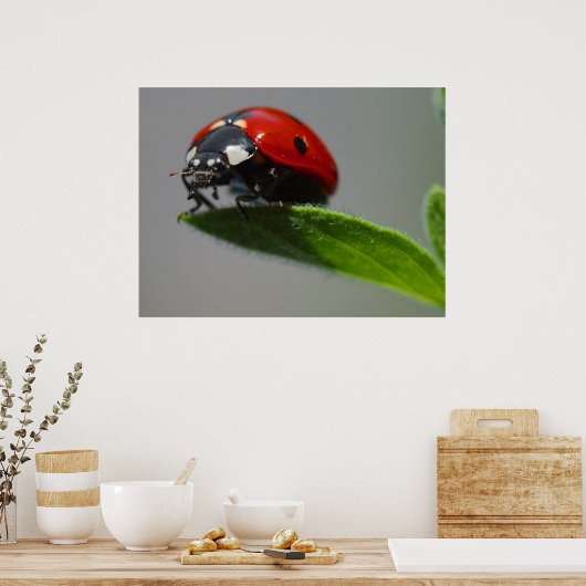Ladybug Liebhaber Geschenke Poster (Küche)