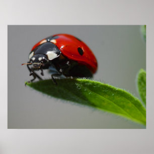 Ladybug Liebhaber Geschenke Poster