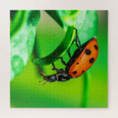 Ladybug Macro Puzzle | Colorful Nature Jigsaw (Horizontal)