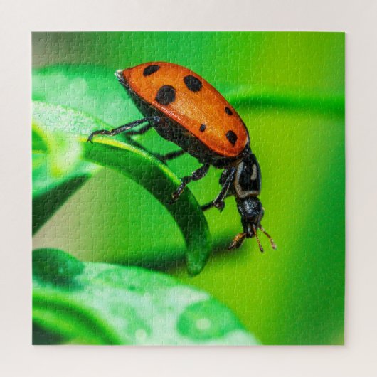 Ladybug Macro Puzzle | Colorful Nature Jigsaw (Vertikal)