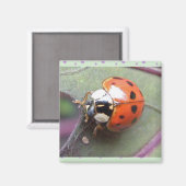 Ladybug Magnet (Vorderseite/Rückseite)