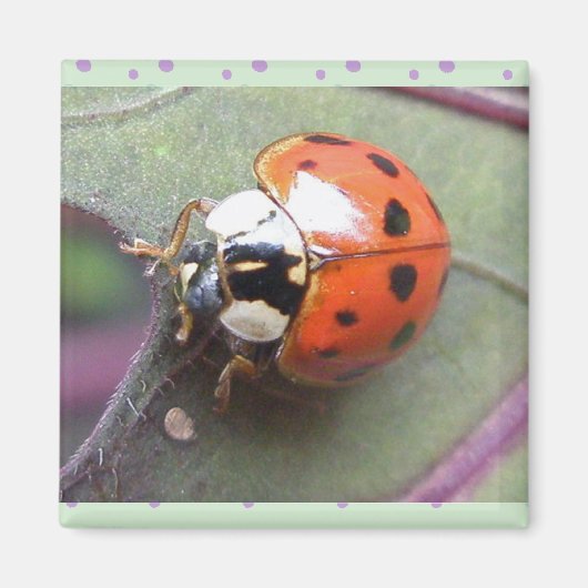 Ladybug Magnet (Vorne)