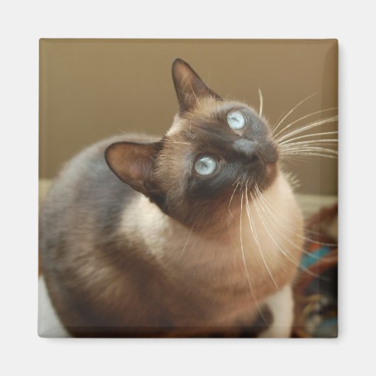 Ladybug Magnet (Vorne)