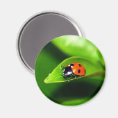 Ladybug Magnet (Vorderseite/Rückseite)