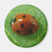 Ladybug Magnet (Vorne)